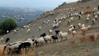 Berg - Schafe